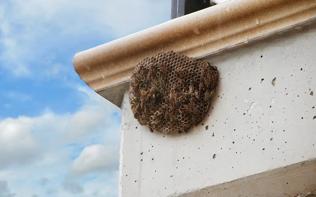 مكافحة النحل