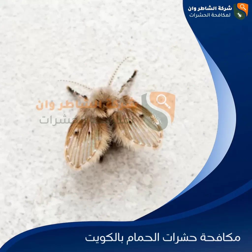 مكافحة حشرات الحمام بالكويت